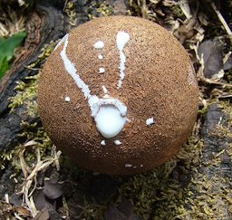 Chicle, once used for chewing gum, oozes from the pod of a Sapodilla tree. From Canal Zone, Panama