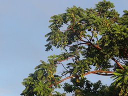 El &aacute;rbol de Jobo se eleva fuerte al cielo par sus frutar cargar. Tocomita. Bol&iacute;var.