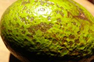 Anthracnose