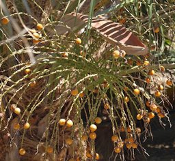 Butia odorata Ripe Fruit