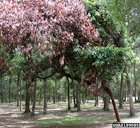 Redbay with Purple Crown, symptom of Laurel Wilt Disease