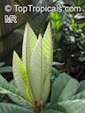 Loquat new growth