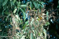 Symptoms on panicles
