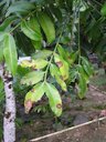 Anthracnose symptoms on leaves