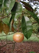 'Blanco Star'