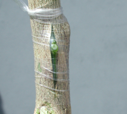 Bud wrapped with polyethylene tape