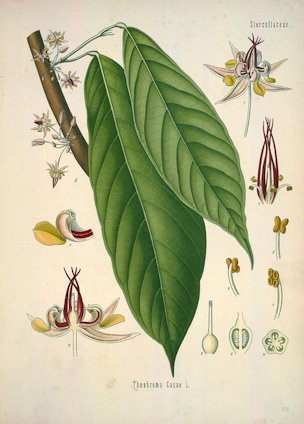 Theobroma cacao L.