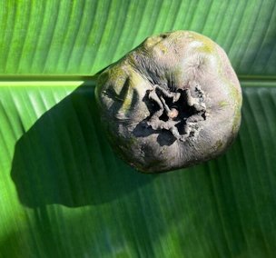 Credit: Edible South Florida Ripe black sapote