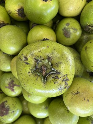 Credit: Edible South Florida Unripe black sapote are bright green and firm