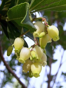 Arbutus unedo (Madro&ntilde;o): Flores - Avda Men&eacute;ndez Pelayo, Madrid (Espa&ntilde;a)