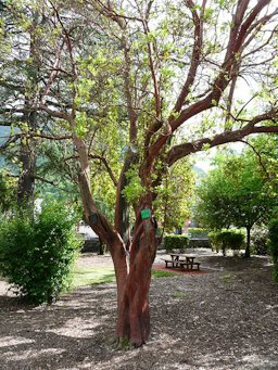 Arbousier (Arbutus unedo) dans le parc de Pierrefitte-Nestalas, Hautes-Pyr&eacute;n&eacute;es, France