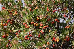 Arbousier (Arbutus unedo) &agrave; Carcassonne