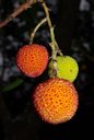 Friuts of Strawberry Tree (Arbutus unedo). National Park of Monfrag&uuml;e