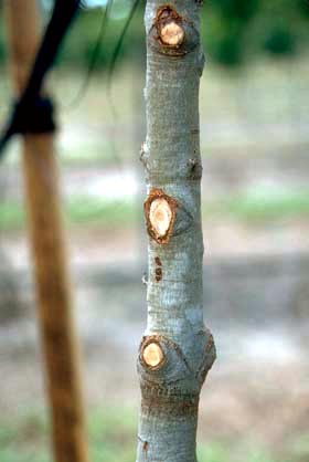 Flush Cuts are not Good for Trees