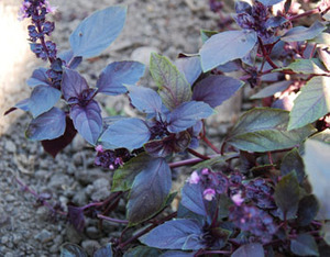 Dark Opal Basil