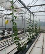 The greenhouse study