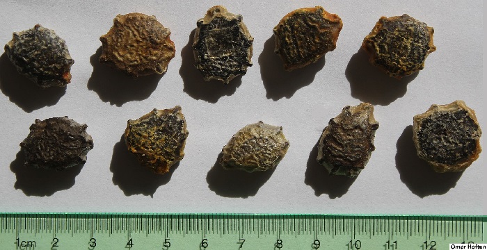 Momordica cochinchinensis (gac fruit) seeds