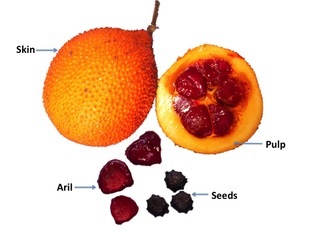 Typical composition of fresh Gac fruit