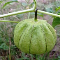Large-flowered Tomatillo Physalis philadelphica, Villaflores, Chis., M&eacute;xico