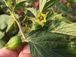 Tomatillo, Physalis ixocarpa, Loul&eacute;, Portugal