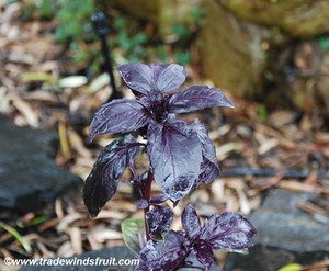 Red Rubin Basil